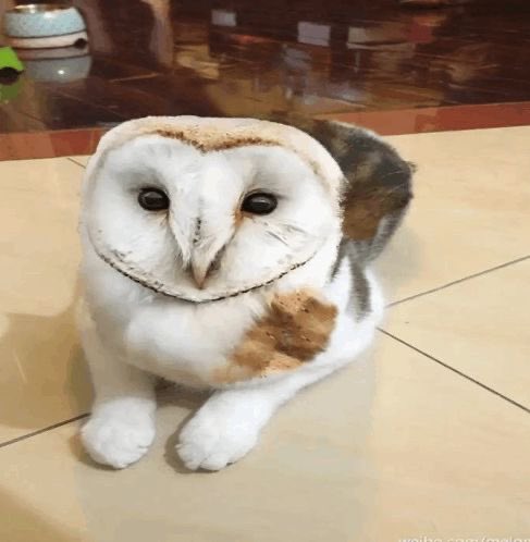 𝙰𝚜𝚝𝚛𝚒𝚍 ♡ 𝘚𝘩𝘢𝘮𝘪𝘭𝘬𝘴 𝘮𝘦𝘰𝘸𝘭 tweet media