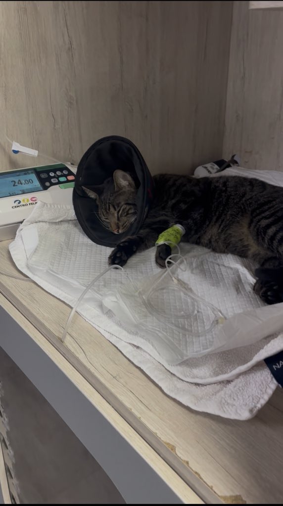After talking with some friends, I decided to share this here 🥺💔 

My baby boy Dali 🐱 has been hospitalized at the vet since last week due to a urinary obstruction .For male cats, this can become life threatening very quickly ⚠️

I took out a loan to cover his treatment