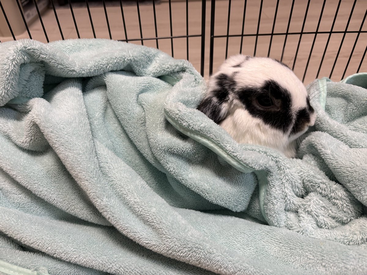 うさぎのミルちゃんꪔ̤̮ tweet media