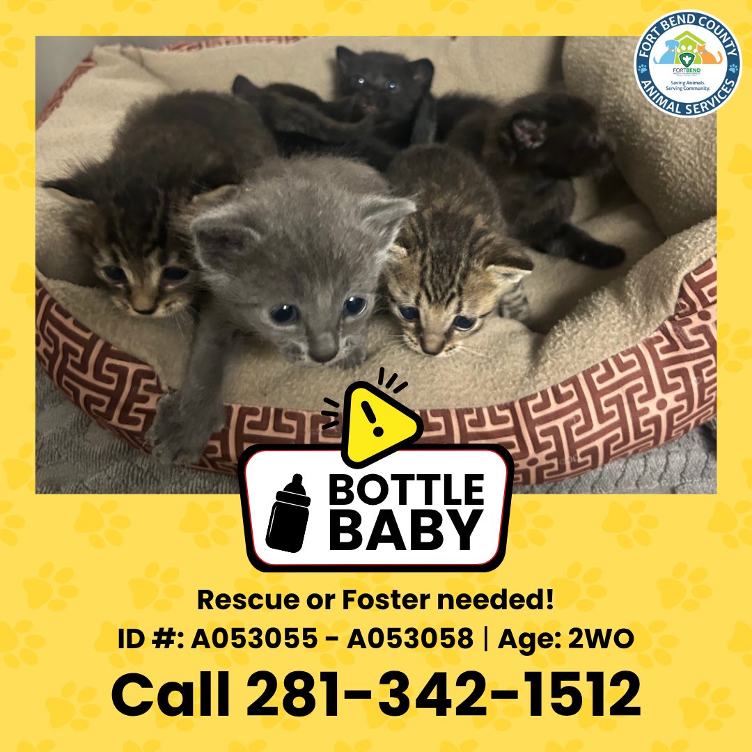 Fort Bend Animal Services tweet media