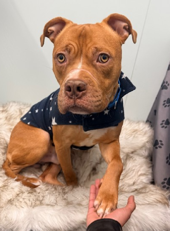 NMBewitched's tweet image. #MondayMarvels 

Yes, this is #NYCACC 
This is #puppyLove Weasley 
He has the Penthouse Suite 

Imagine a puppy that #NYCACC loves
#AdoptMe