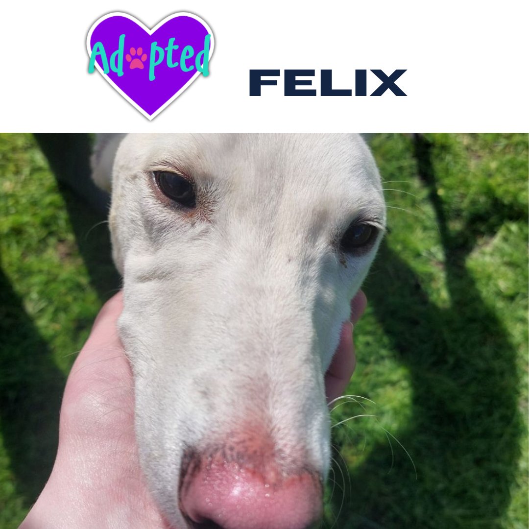 AlmostHome_Dog's tweet image. Fantastic Felix has been adopted  😁 

   almosthome.dog 

#NorthWales #RescueDog #DogRescue

Don’t forget to join our Facebook community group for updates on all our dogs in their new homes, foster homes and from our volunteer walkers 😁 

facebook.com/groups/almosth…