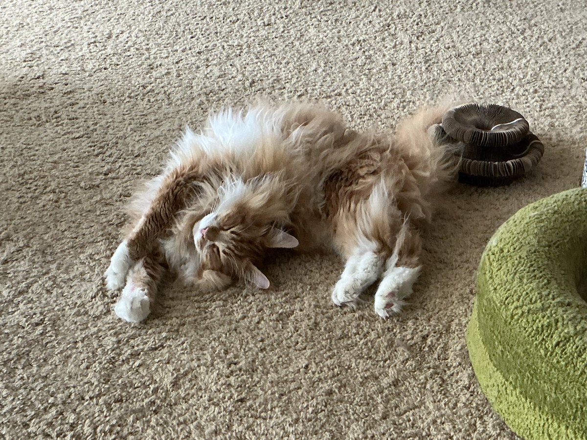 JINutter's tweet photo. @JaneFallon I feel for you-sitting on my recliner trying to push my headache away (not working so far).  Hubby and I were supposed to go on 2 back to back cruises in Asia yesterday but head hurt so bad we cancelled flights - urgent care - sinus and ear infections.  My cat looks broken too! https://t.co/Q9gU9Mbx2k