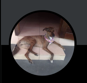 FORA, ex-PAOK! FORA, PARDAL! tweet media