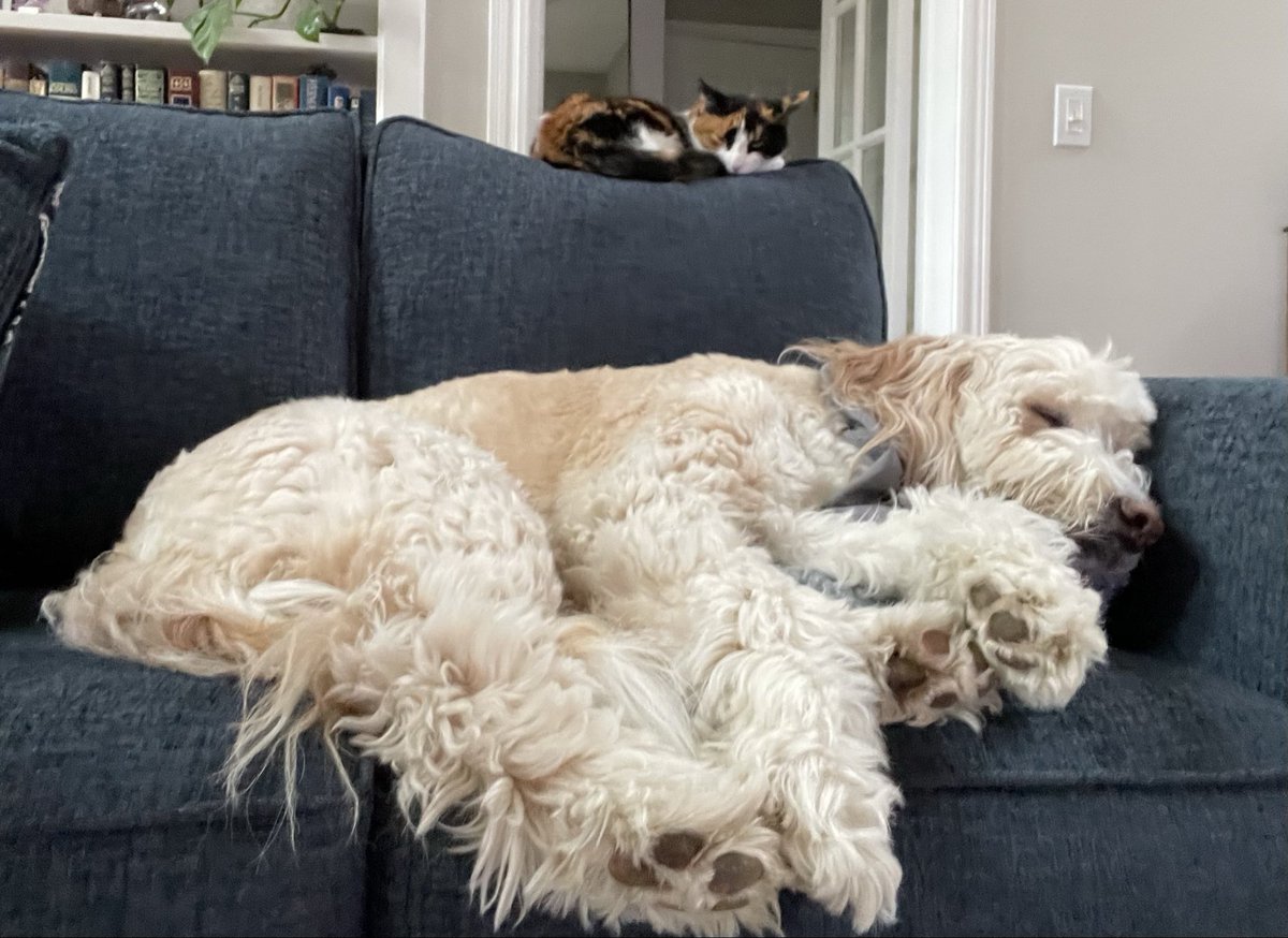 SkyeAdventures's tweet image. G’morning pals! Luna and I are practicing synchronized snoozing! #MondayMorning #dogsoftwitter 🐾💗😴😴