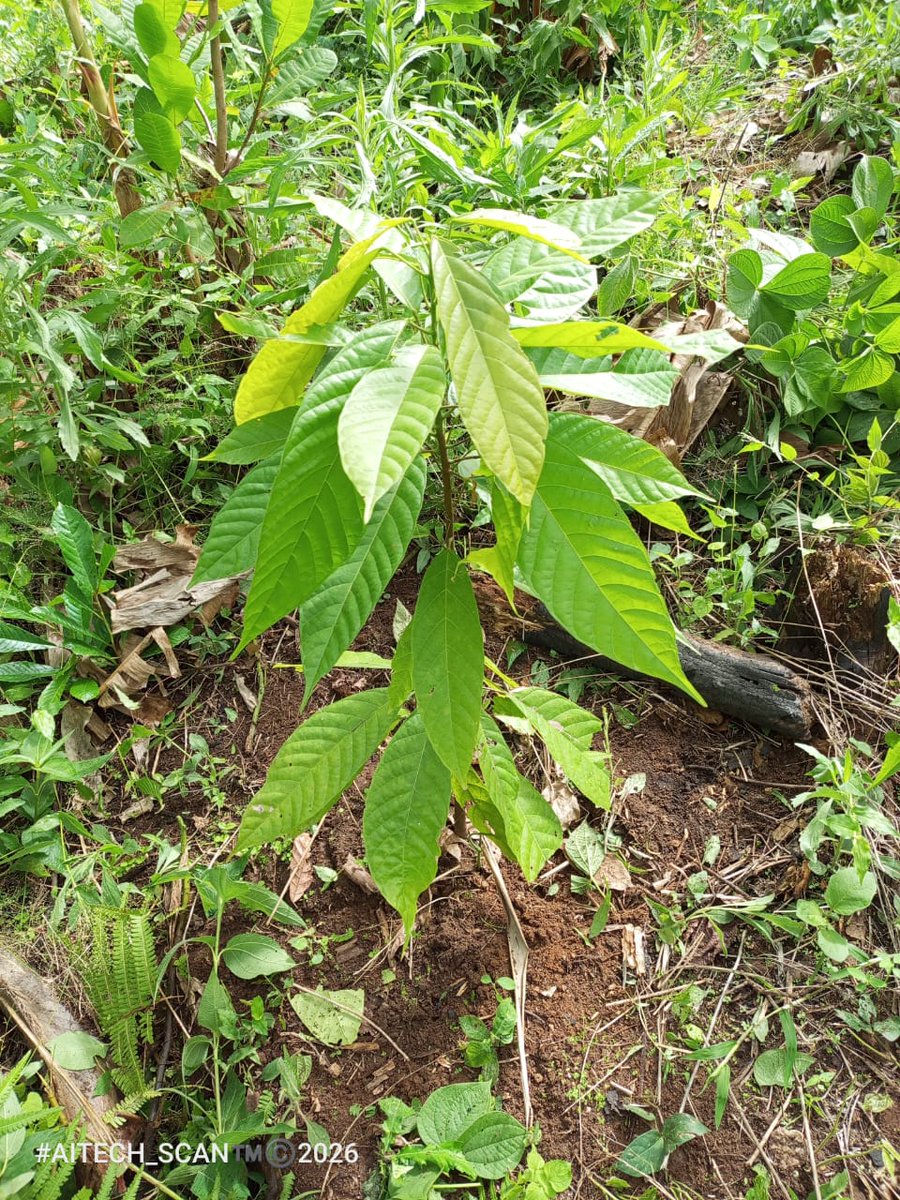 _SpringAgro's tweet photo. HURRAY!! 
OUR BABIES SURVIVED THE DRY SEASON. https://t.co/GXhBjC0lnL