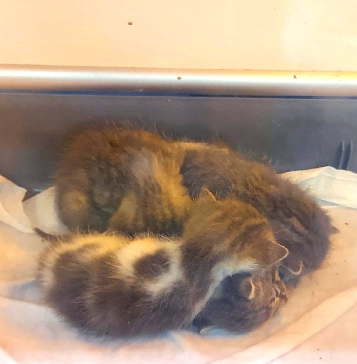 Beteriner Tekniker tweet media