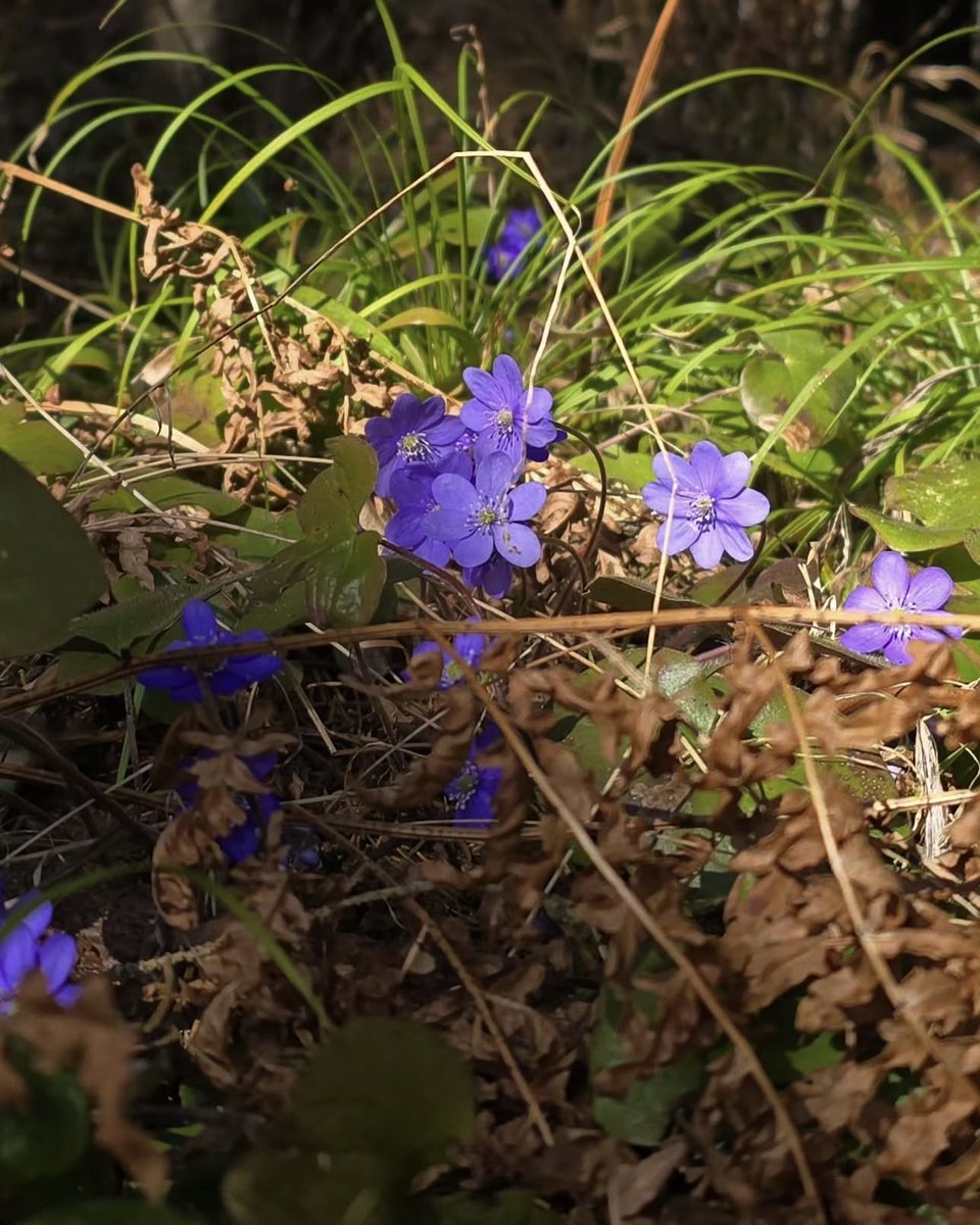 ᨒ↟ 𖠰𖥧˚⏾ tweet media