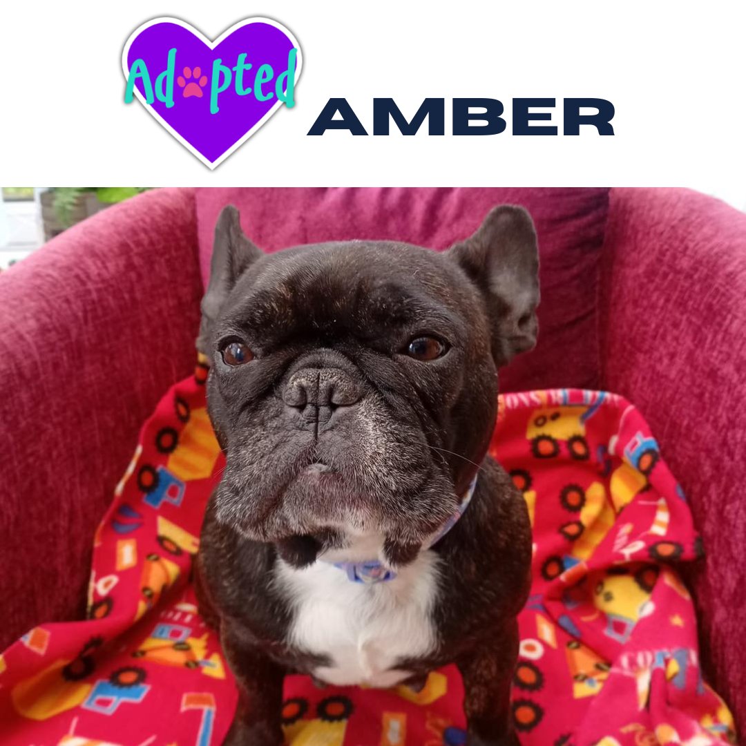 AlmostHome_Dog's tweet image. Adorable Amber has been adopted  😁 

   almosthome.dog 

#NorthWales #RescueDog #DogRescue

Don’t forget to join our Facebook community group for updates on all our dogs in their new homes, foster homes and from our volunteer walkers 😁 

facebook.com/groups/almosth…
