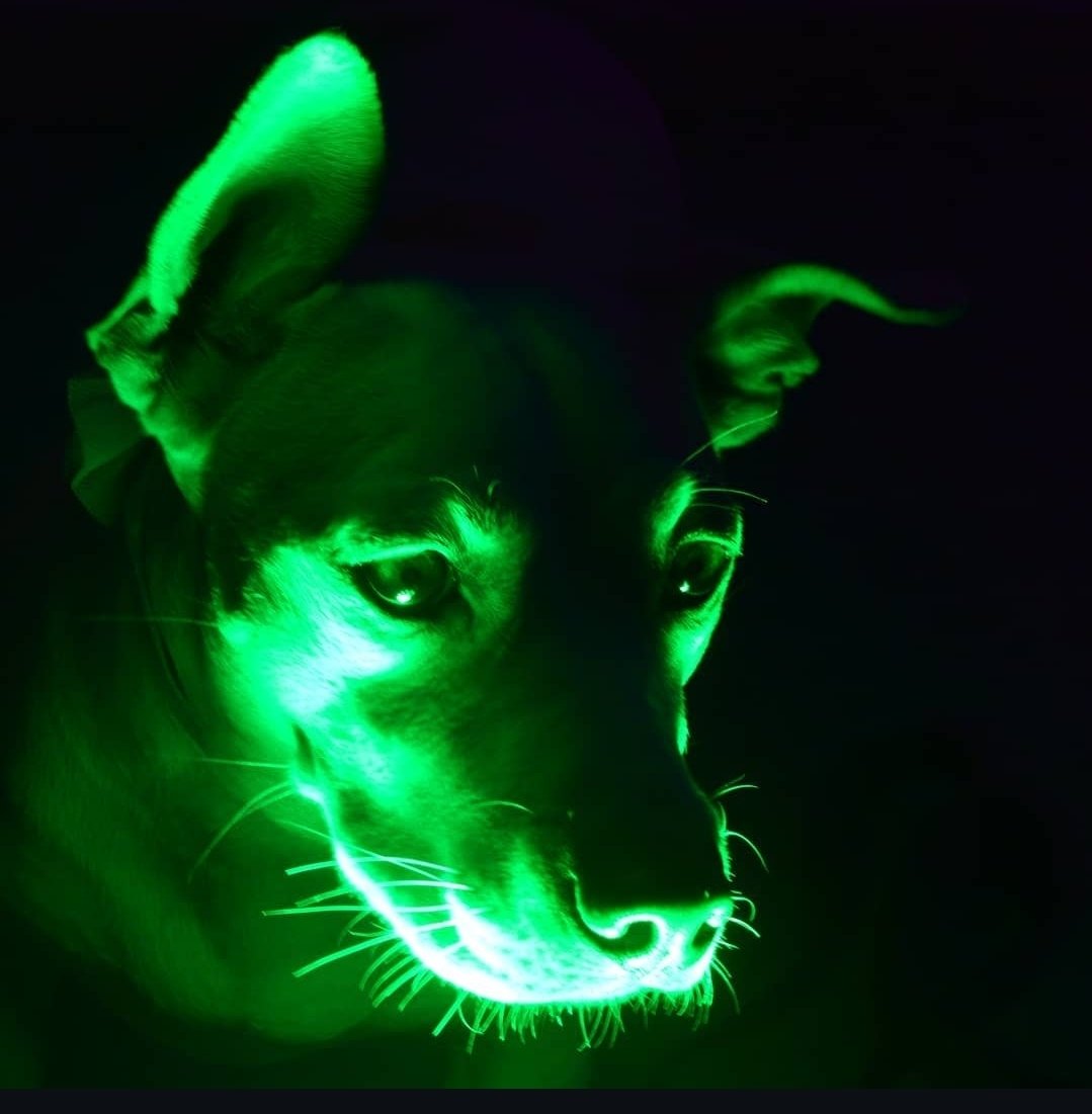 Hizzy📷Inc tweet media