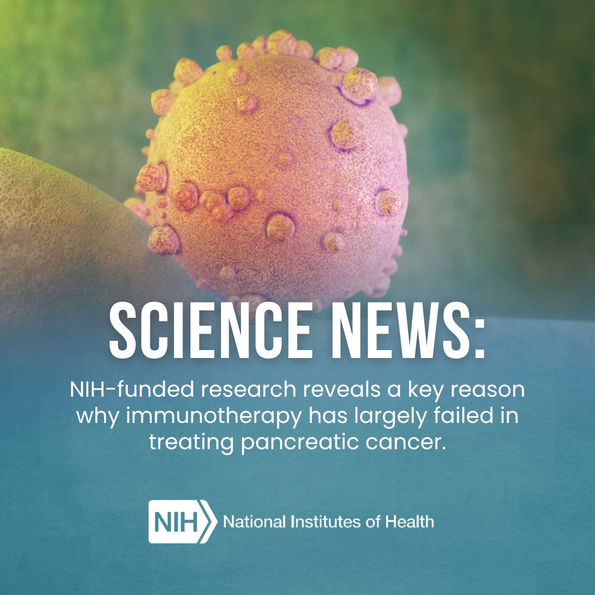 NIH-funded researchers have uncovered a key reason why immunotherapy has largely failed in pancreatic cancer — and identified a promising strategy to overcome that resistance.

Read on to learn more about this discovery: bit.ly/4tIcrle