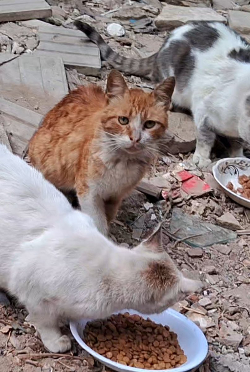 Animal Friends Shelter tweet media