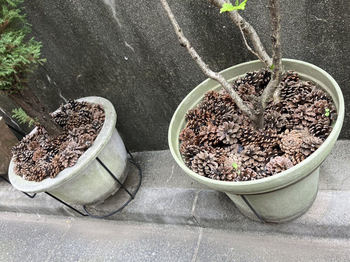 |*ω*)੭゛昨日の松ぼっくり