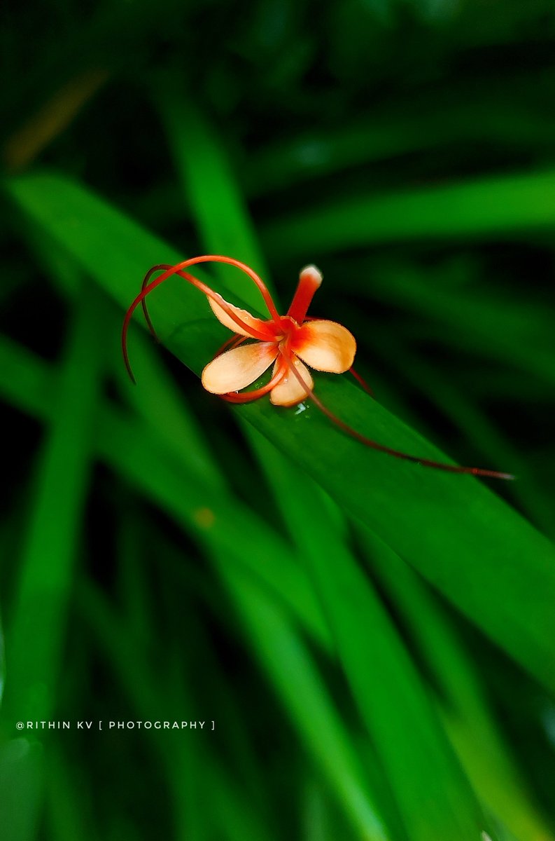 RITHIN KV | Photography 📸 tweet media