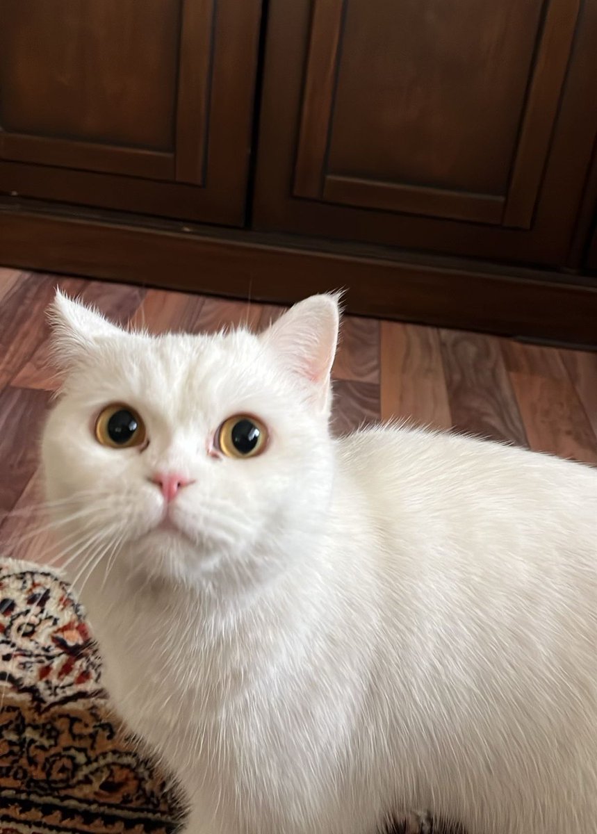 Mandalin tweet media