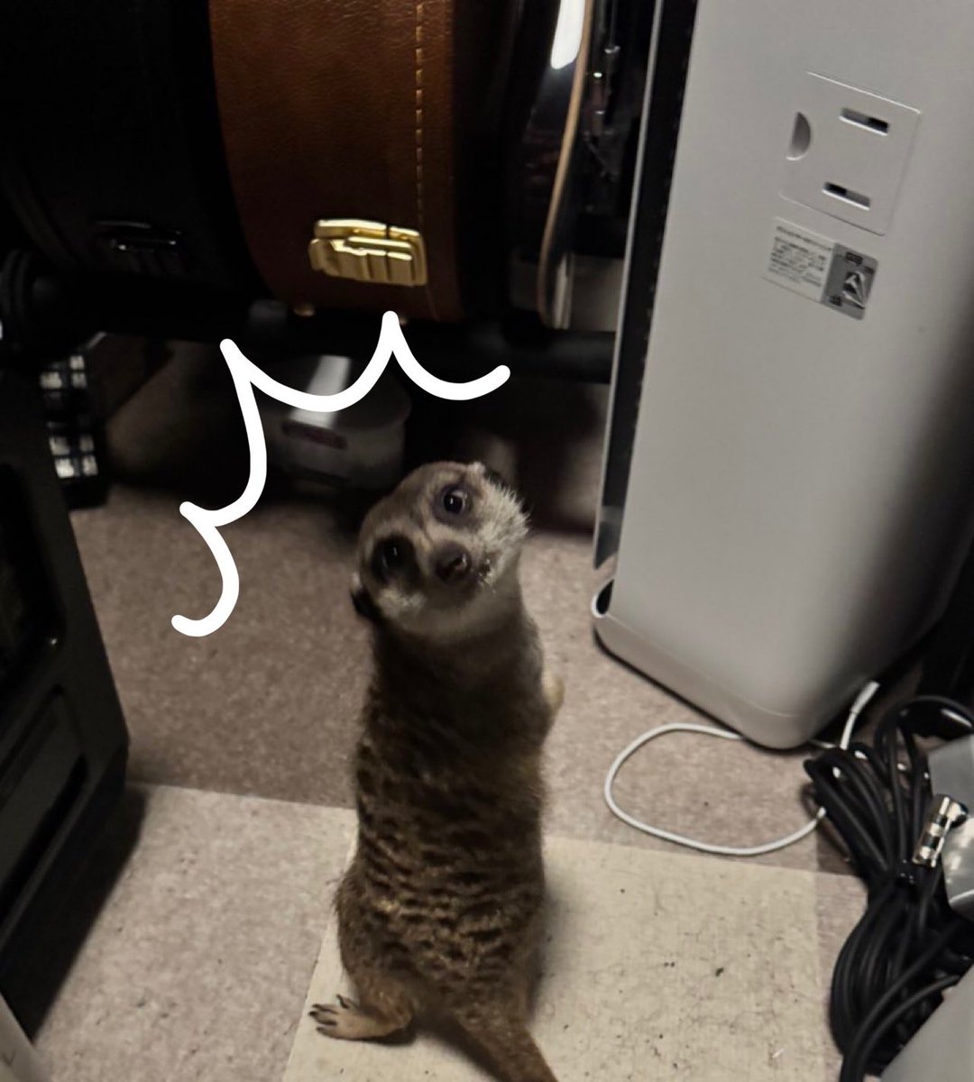 優心 you 闘病生活2周年目（心臓不調低浮上）(｢・ㅁ・｢)ﾎｰ tweet media