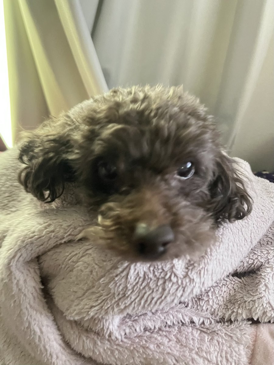 ˆ- . -ˆᐝ tweet media