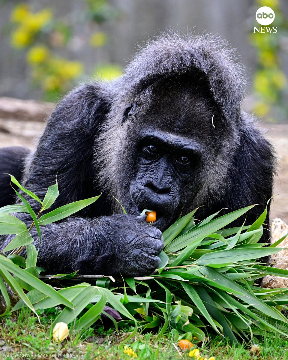 ABC News tweet media