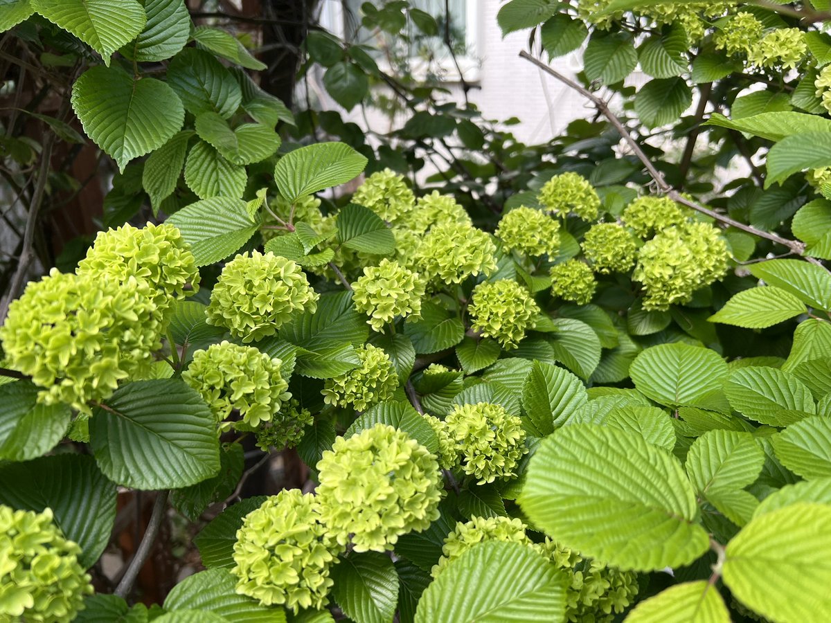 Numkang なむ tweet media