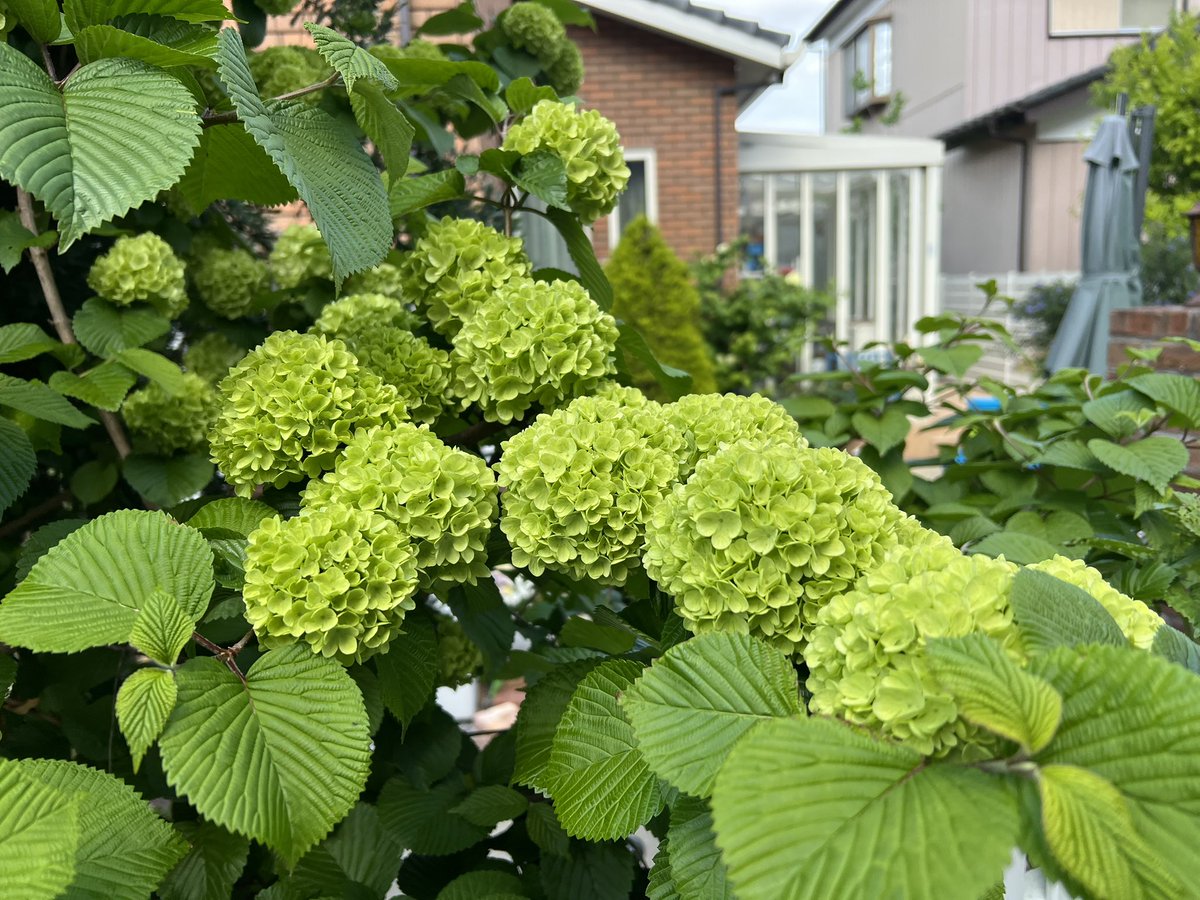 Numkang なむ tweet media