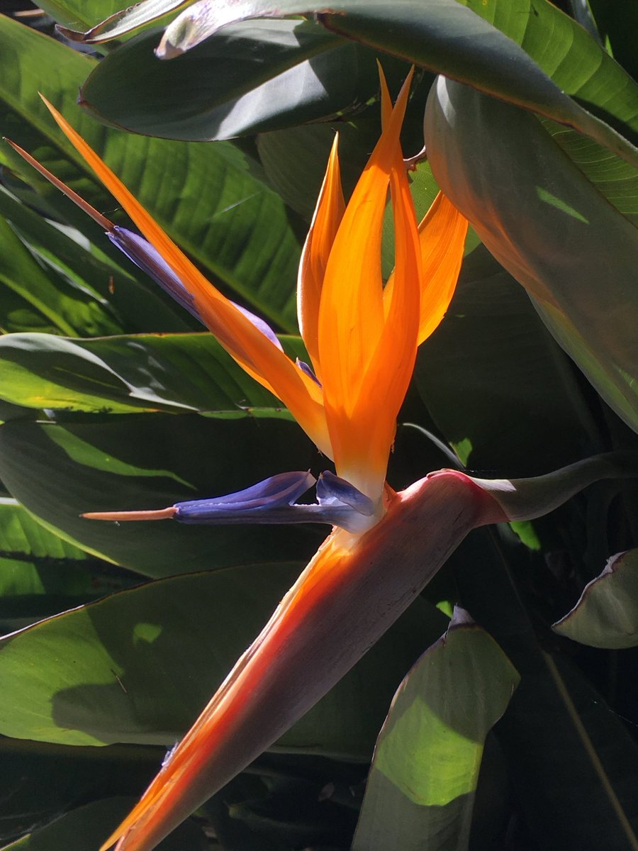 caputmundiHeidi's tweet image. Happy to see the sun ☀️ this morning…
So is my Bird of Paradise

San Francisco Bay Area
#California 💛