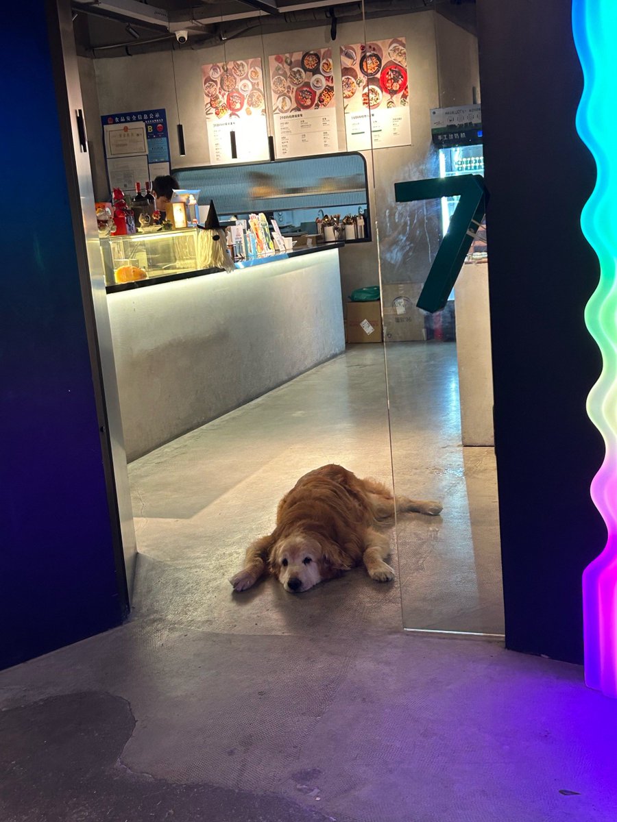 YCaraaslan's tweet image. "Long day Your fur baby’s just a cuddle away  #PetLove #PawParade"