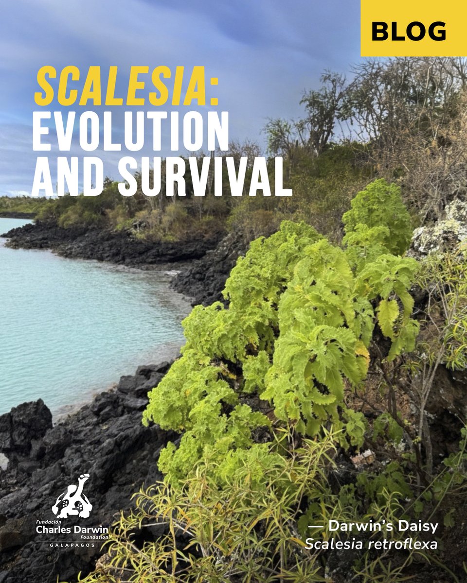 DarwinFound's tweet image. #Blog 🌿 What does evolution look like in real time? 🌎 In Galápagos, 𝘚𝘤𝘢𝘭𝘦𝘴𝘪𝘢 plants show how species adapt to different environments—even within a single island. Find out more 👇