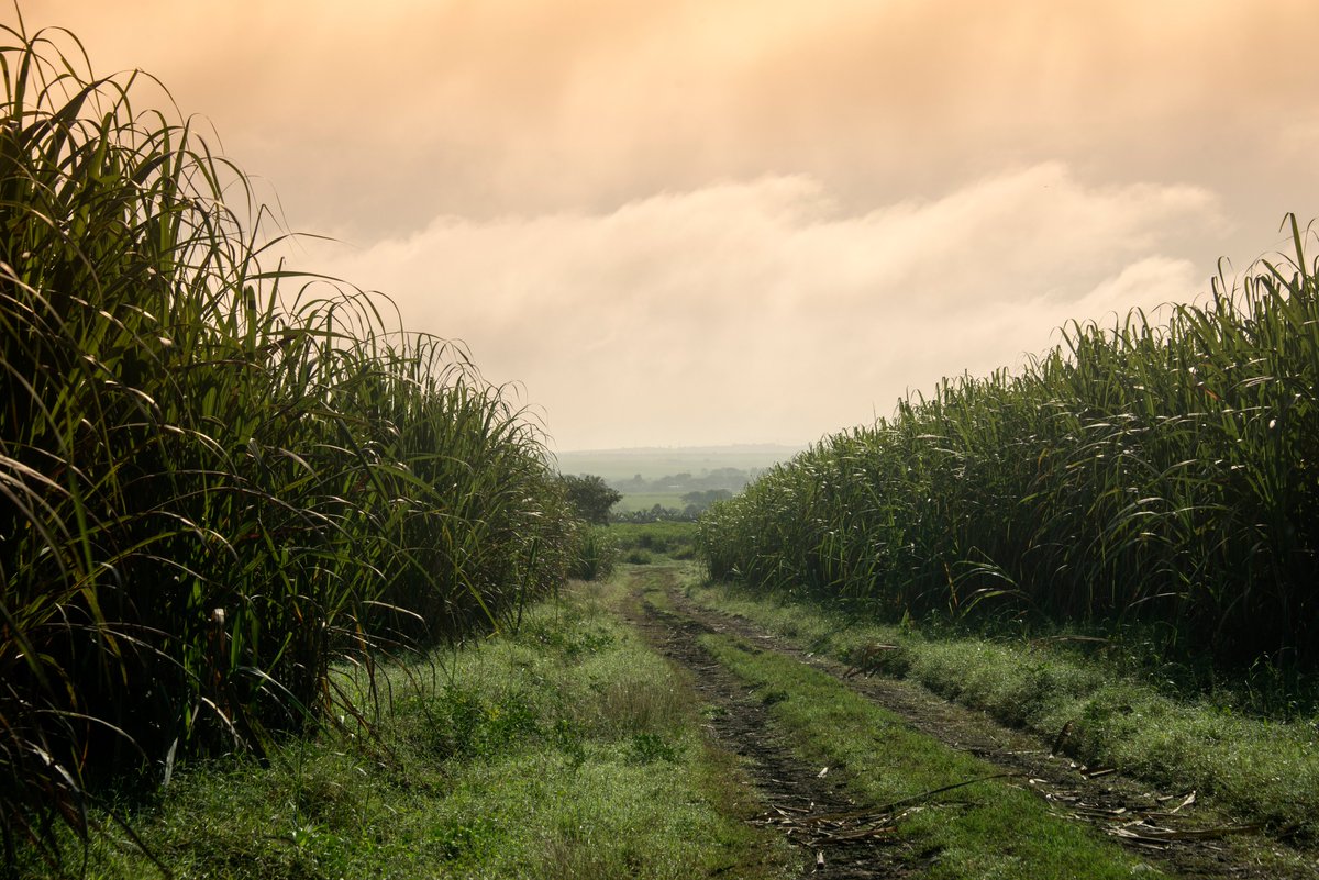 Cuba Ron S.A 🇨🇺 tweet media