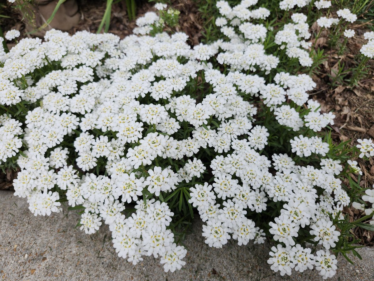 moonbridgebooks's tweet image. Spring continuing here, even though March was hottest in 132 years of records and April is behaving like May. #stlwx #springtime