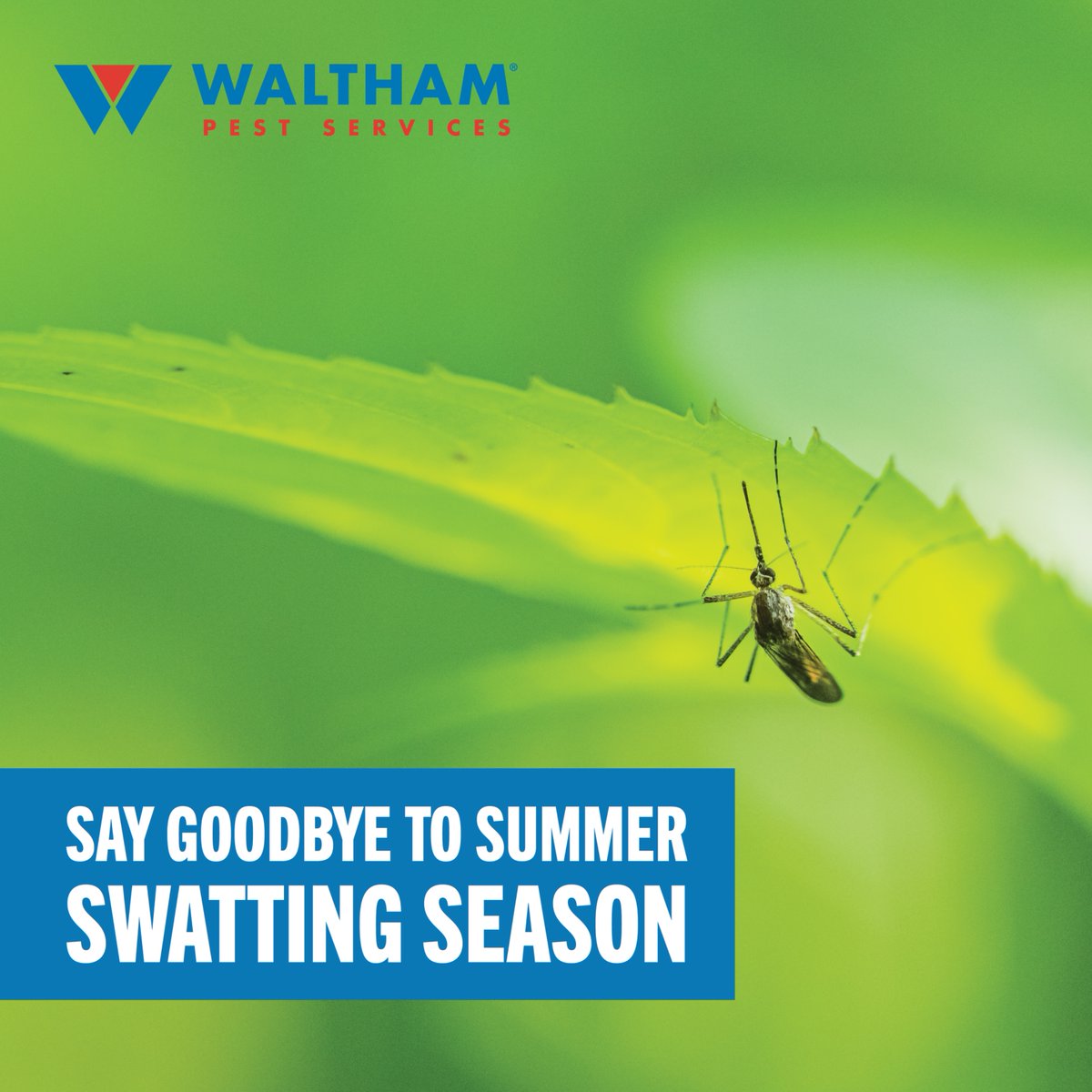 Stop 🛑 Swatting ✋ Mosquitoes 🦟 ! Enjoy a mosquito-free backyard and save! Book your mosquito treatments for only $85* a month! Learn More: *Terms Apply bit.ly/3ZJbEDR