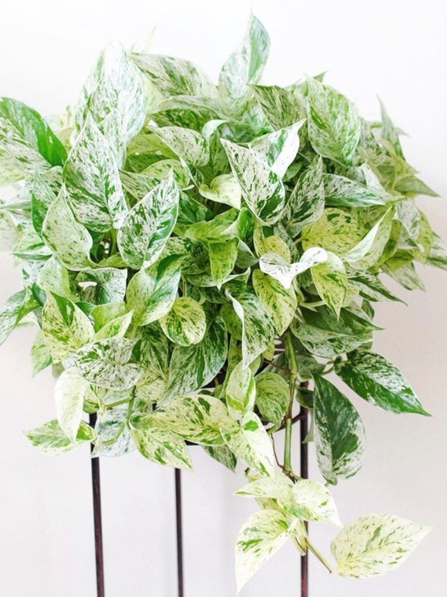 Ashley Jones tweet media