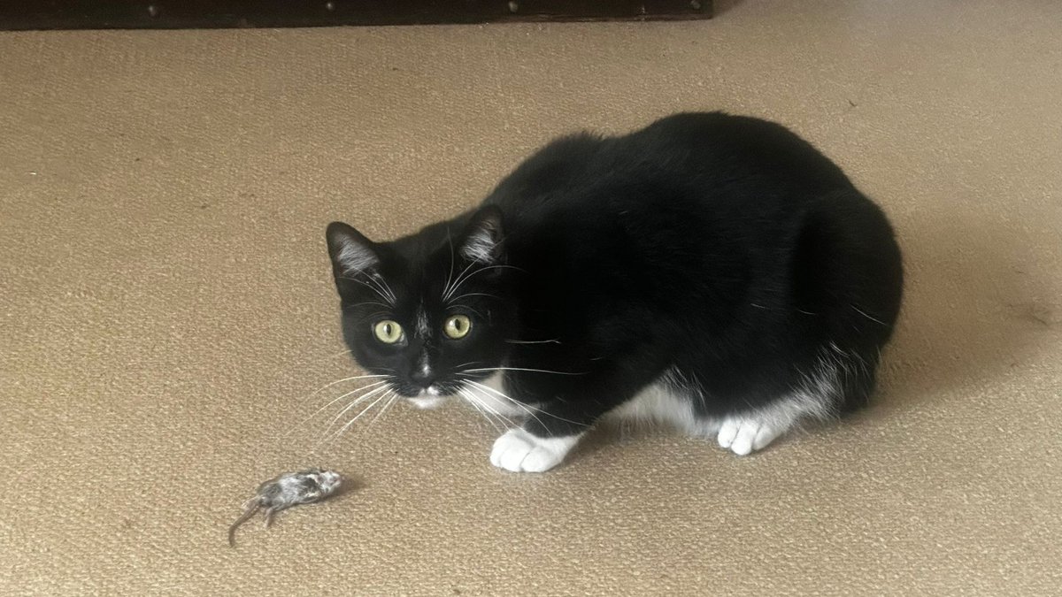 Dr Iain Overton tweet media