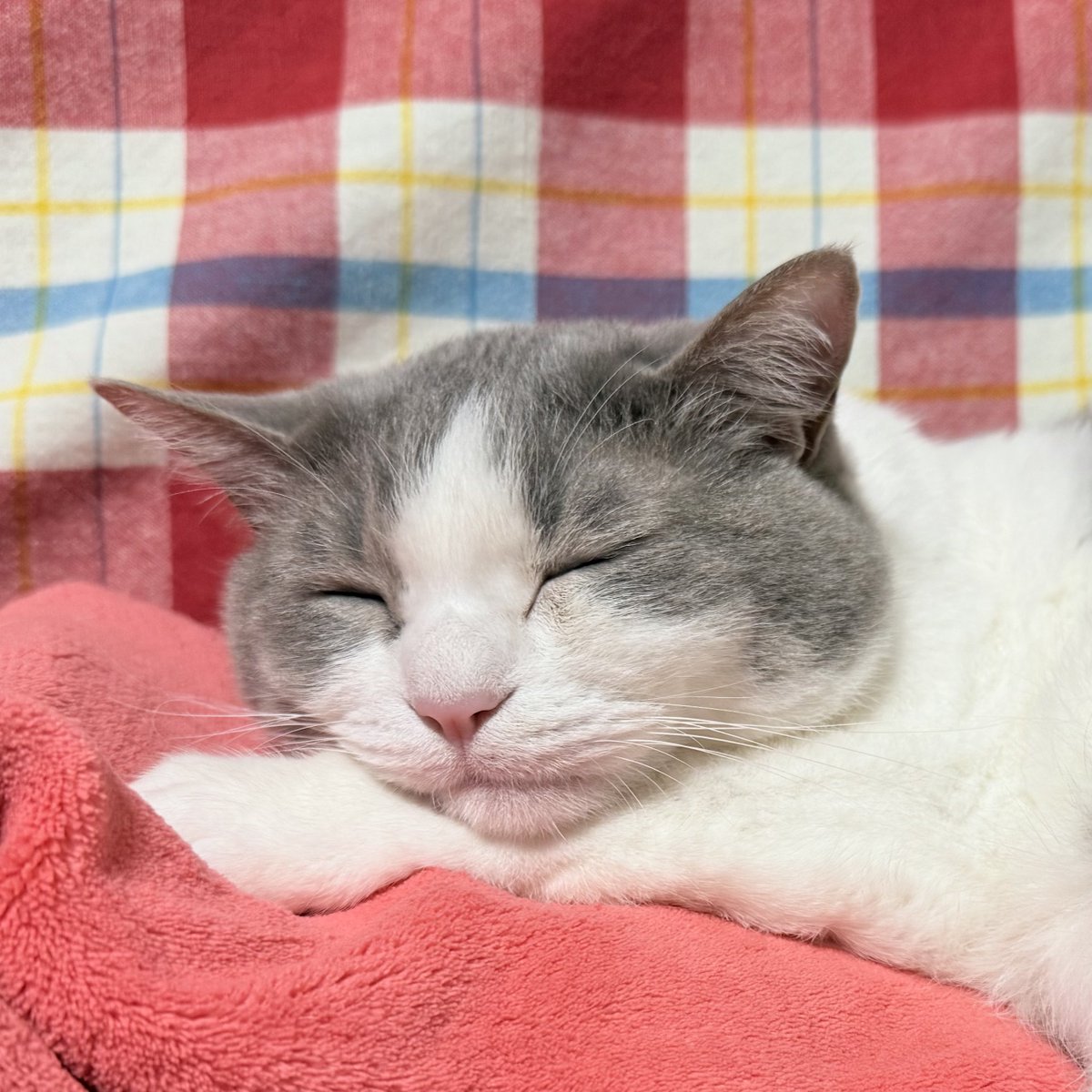 いずもん/まろ様＊mfmf tweet media