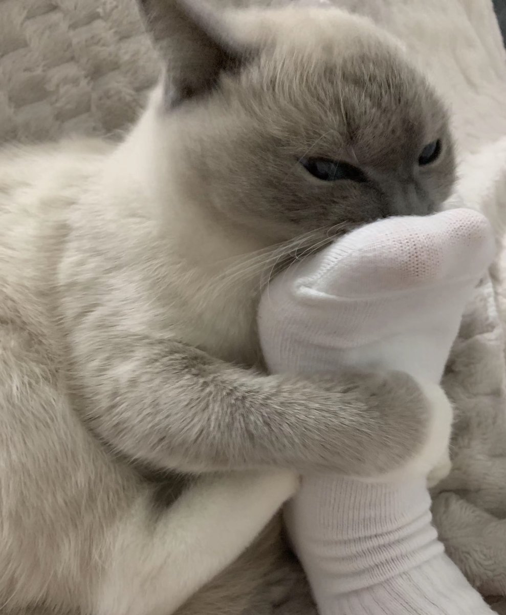 CryptoCat|猫姐🐈 tweet media