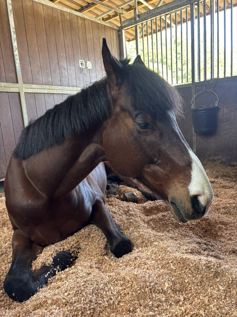 ドルチェモア🐴🧁 tweet media