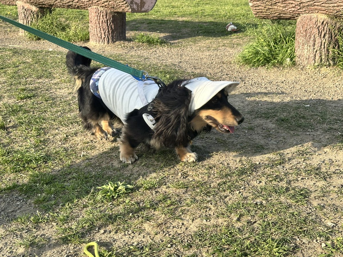 どんねー tweet media