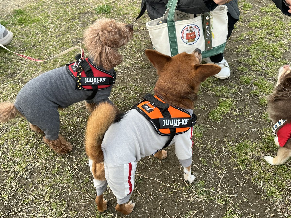 どんねー tweet media