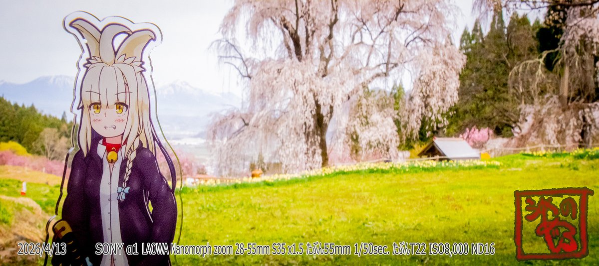 うちのこと水中のしだれ桜
長野県高山村