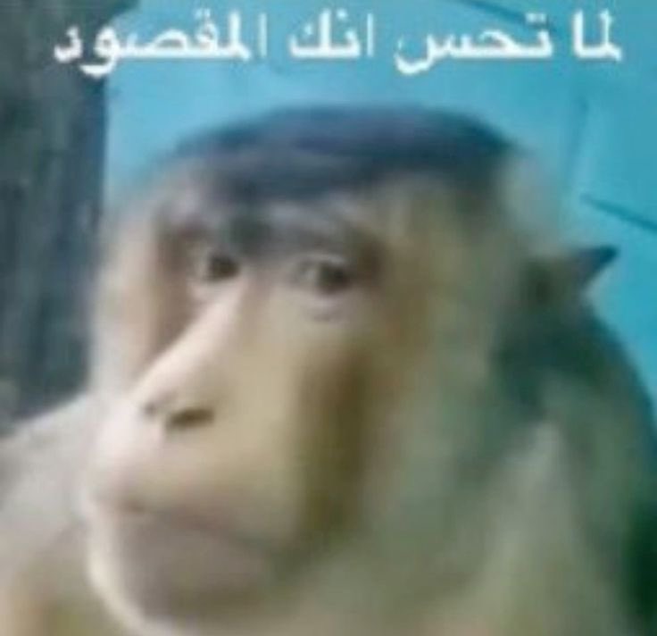 dмчɑиɑ tweet media