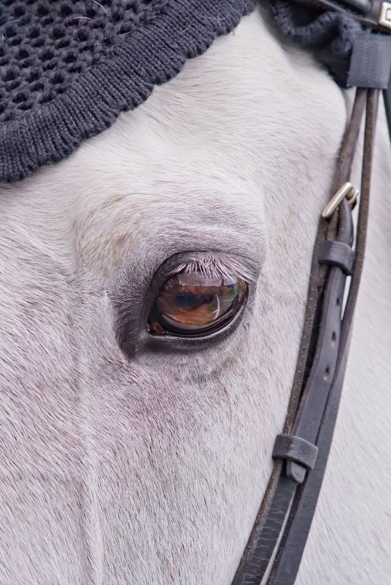 モス！ tweet media