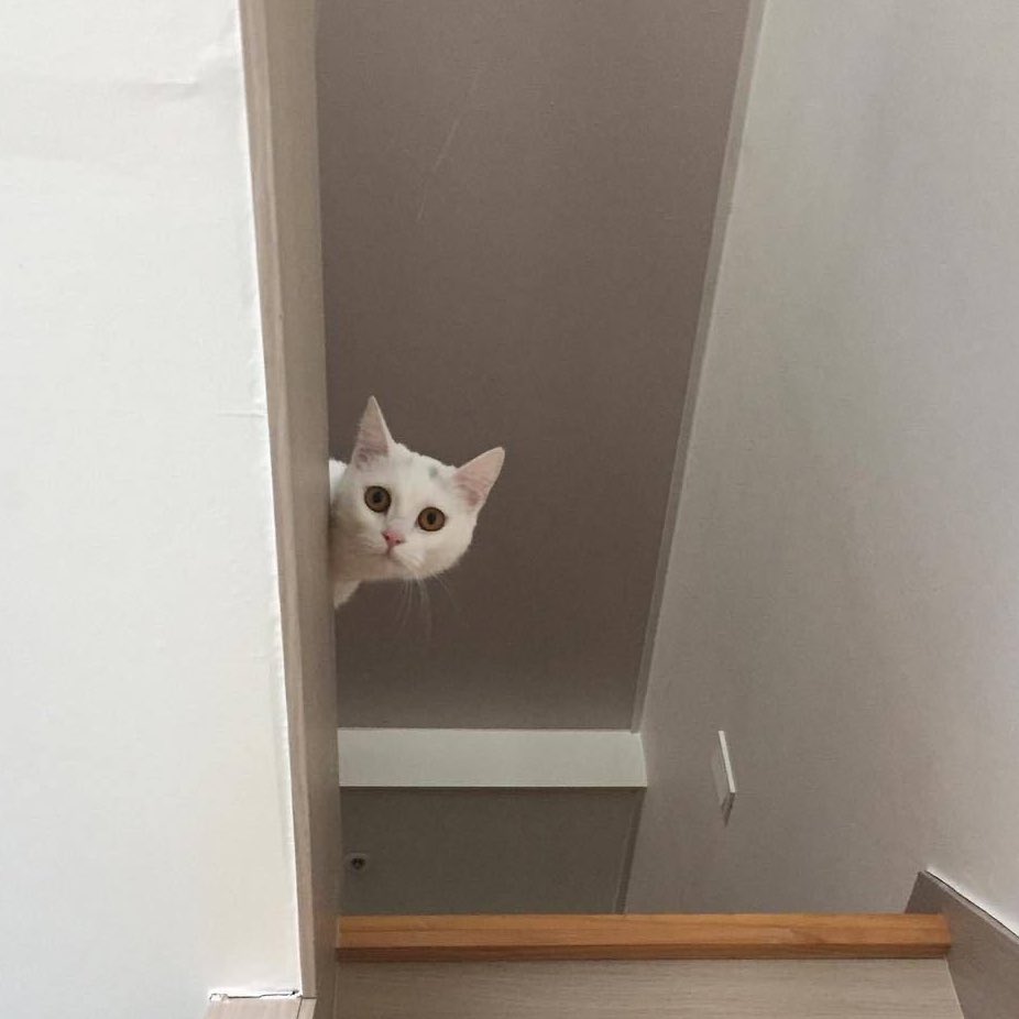 nada..🐈 tweet media