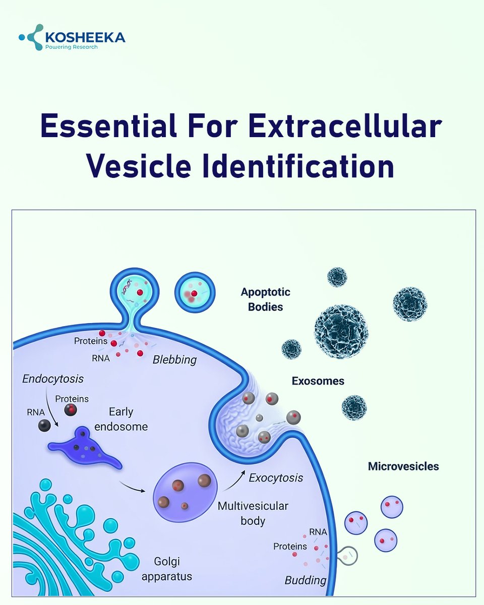 kosheeka tweet media