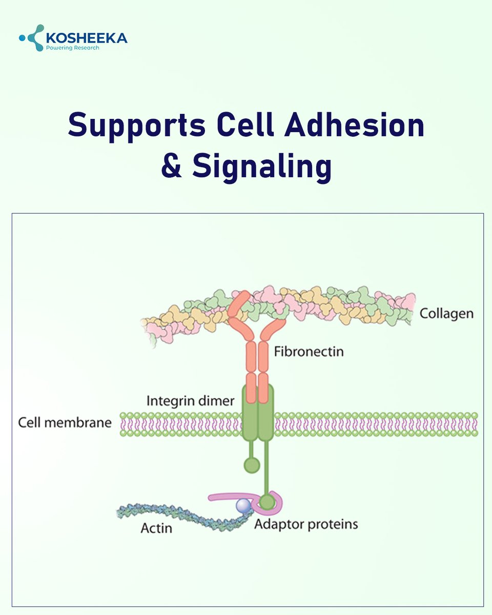 kosheeka tweet media