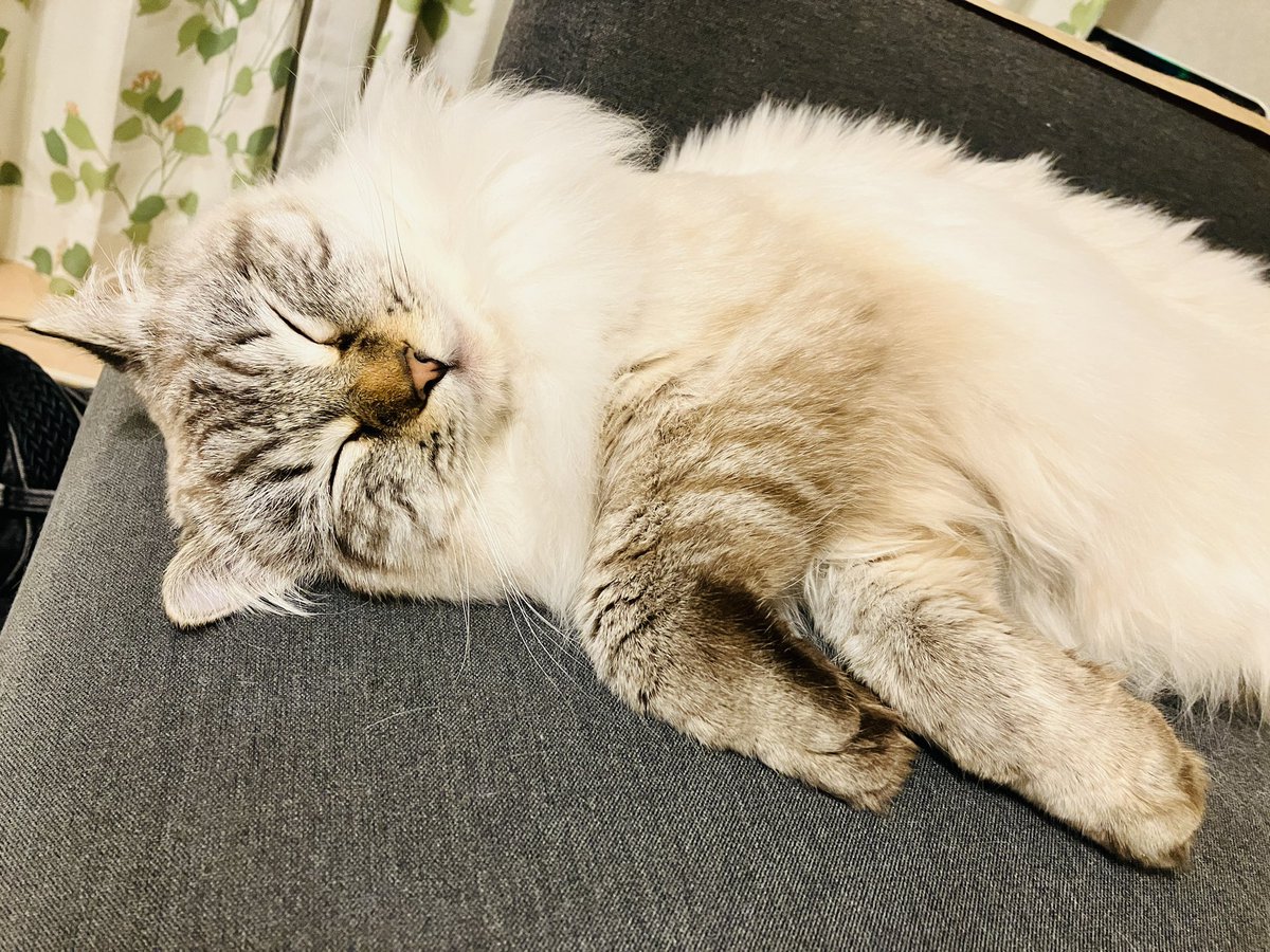 yunynto's tweet photo. 雨くんもう今月で1歳
ときが経つのは早いな
#きょうも素敵な猫日和です♪✨ https://t.co/kSa5Onbni8