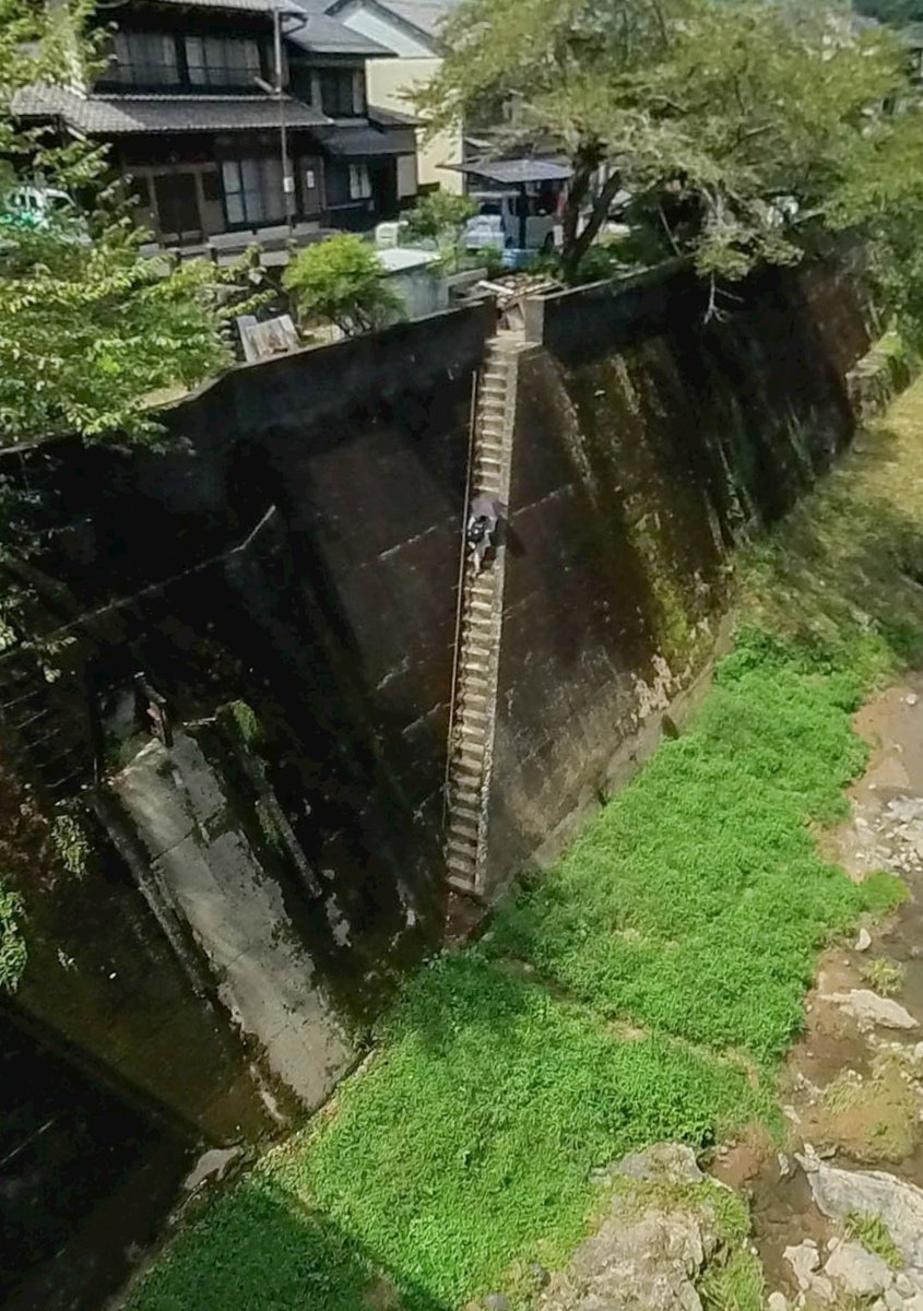 アマゴワクチン tweet media