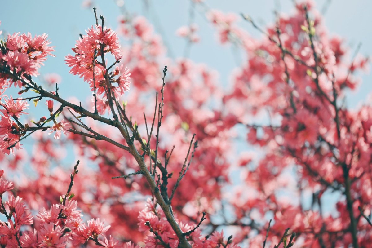 久莉 | kuri tweet media