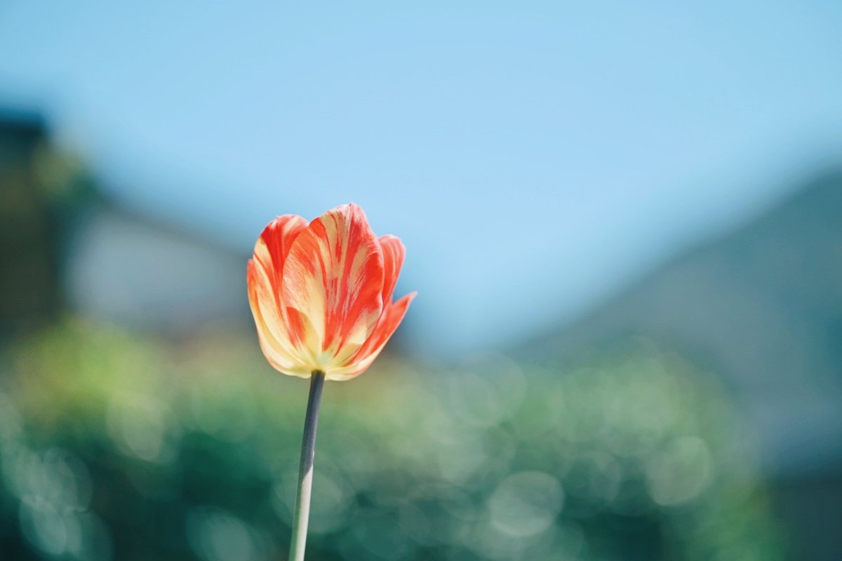 久莉 | kuri tweet media