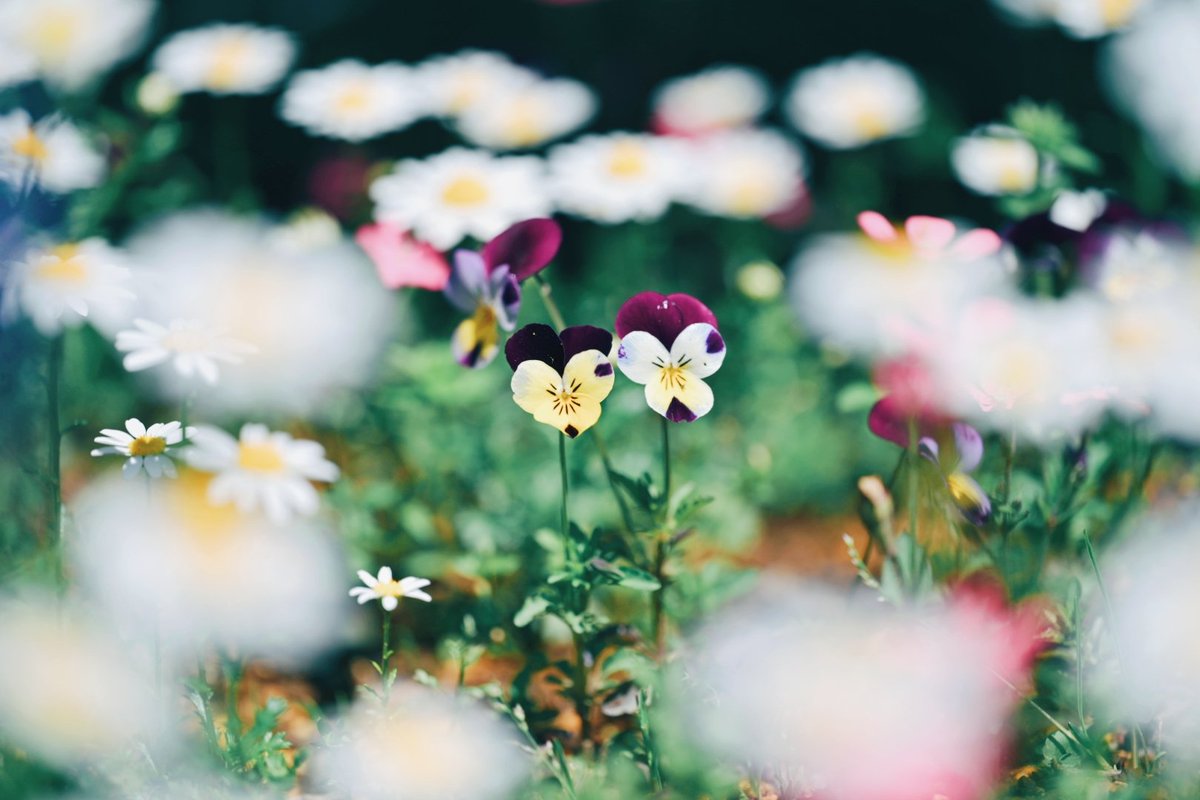 久莉 | kuri tweet media