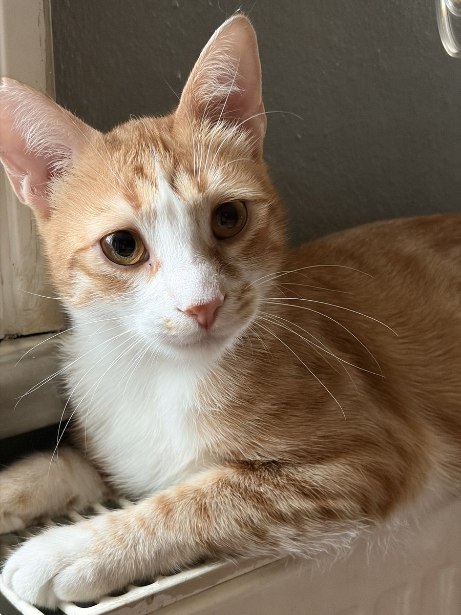 Badem & Tarçın 🍯 tweet media