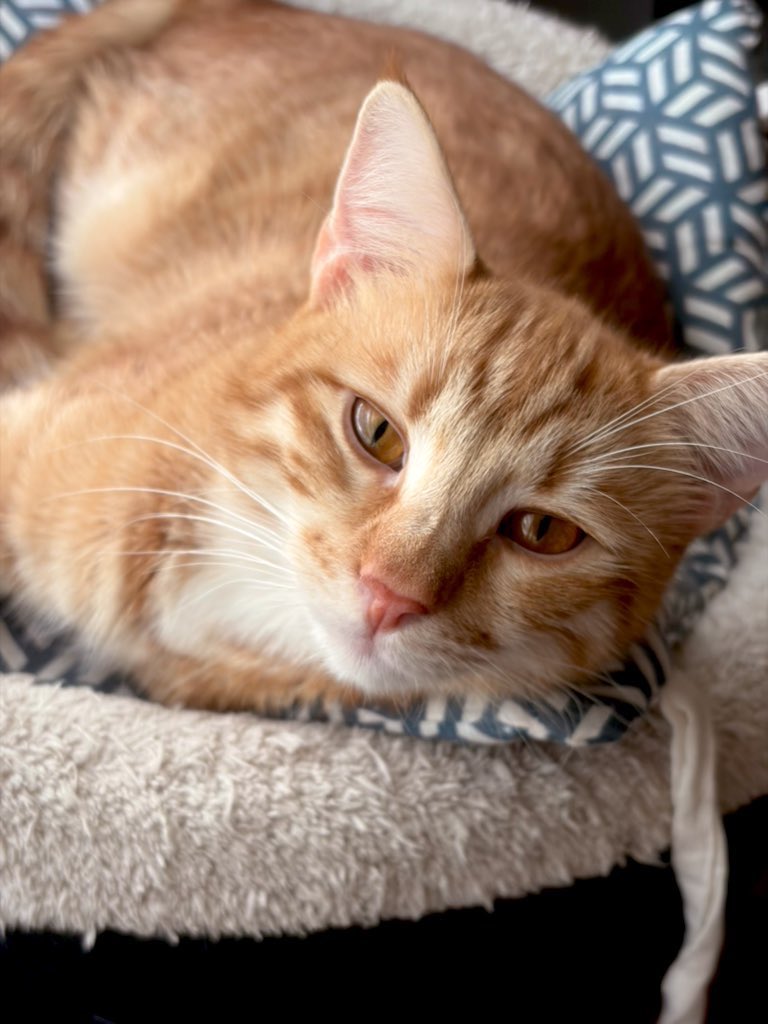 Badem & Tarçın 🍯 tweet media